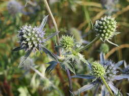 Imagem de Eryngium planum L.