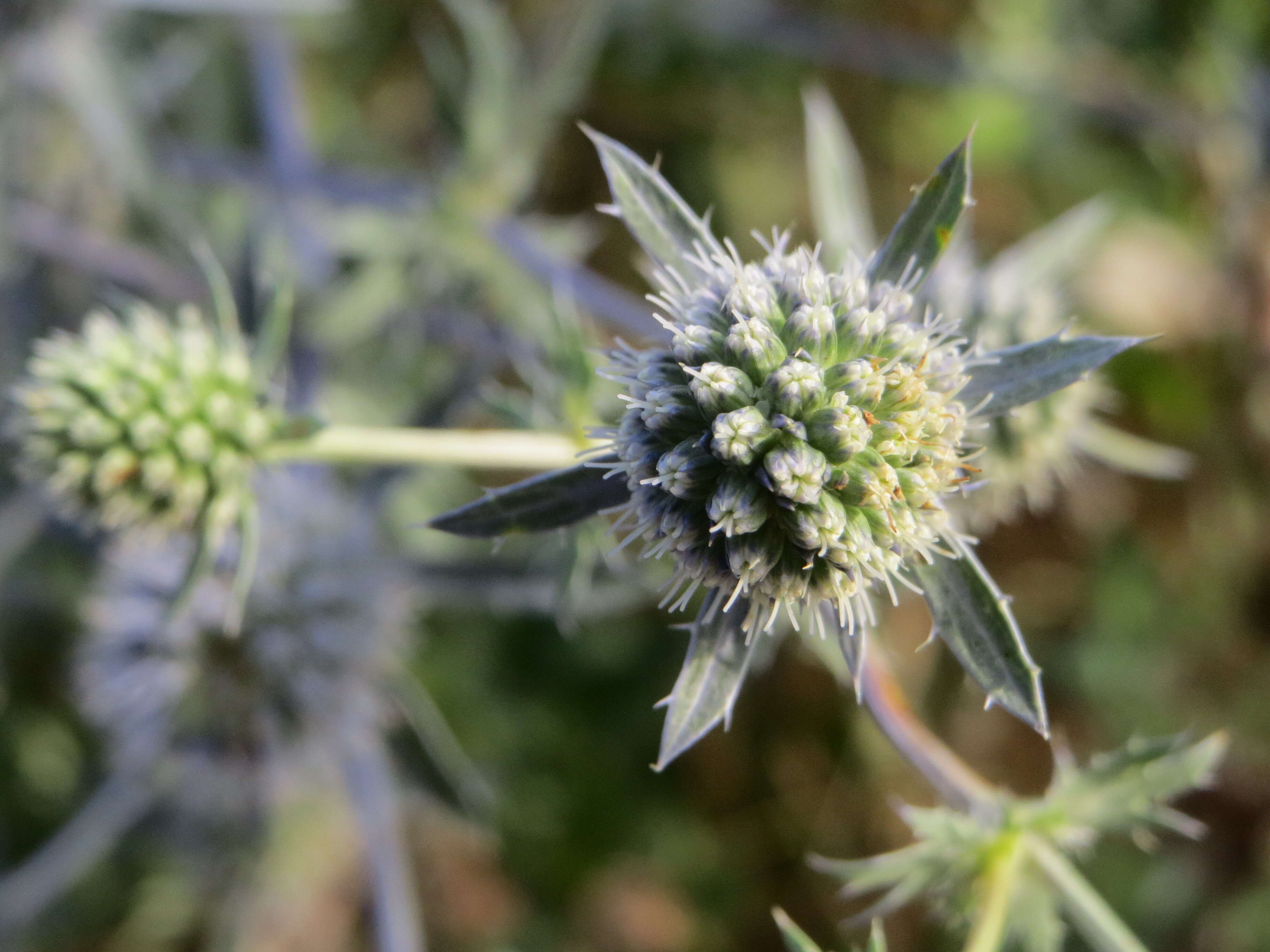 Imagem de Eryngium planum L.