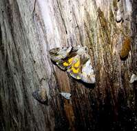 Image of Hawthorn Underwing