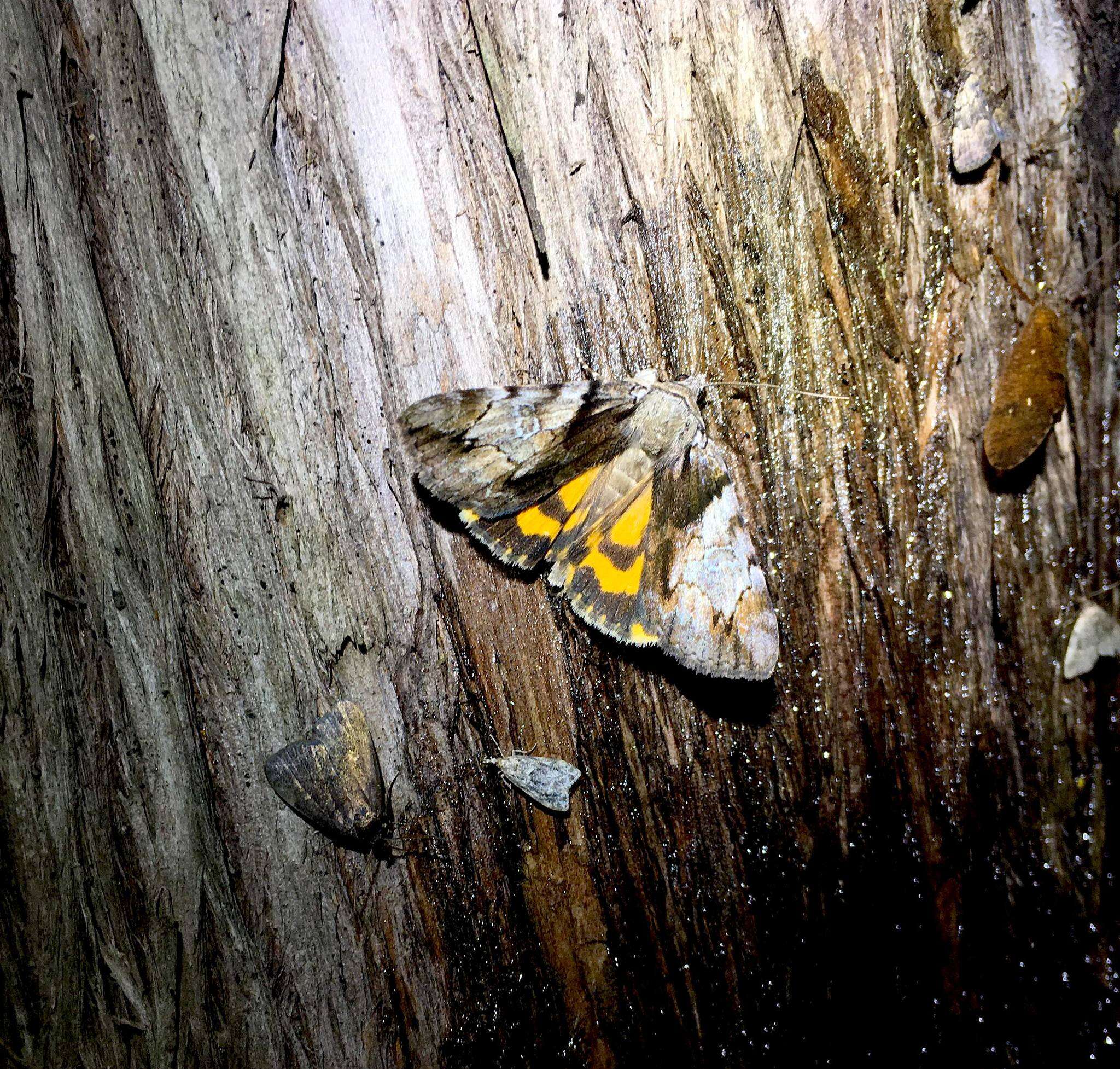 Image of Hawthorn Underwing