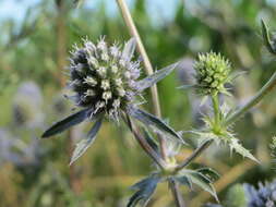 Imagem de Eryngium planum L.