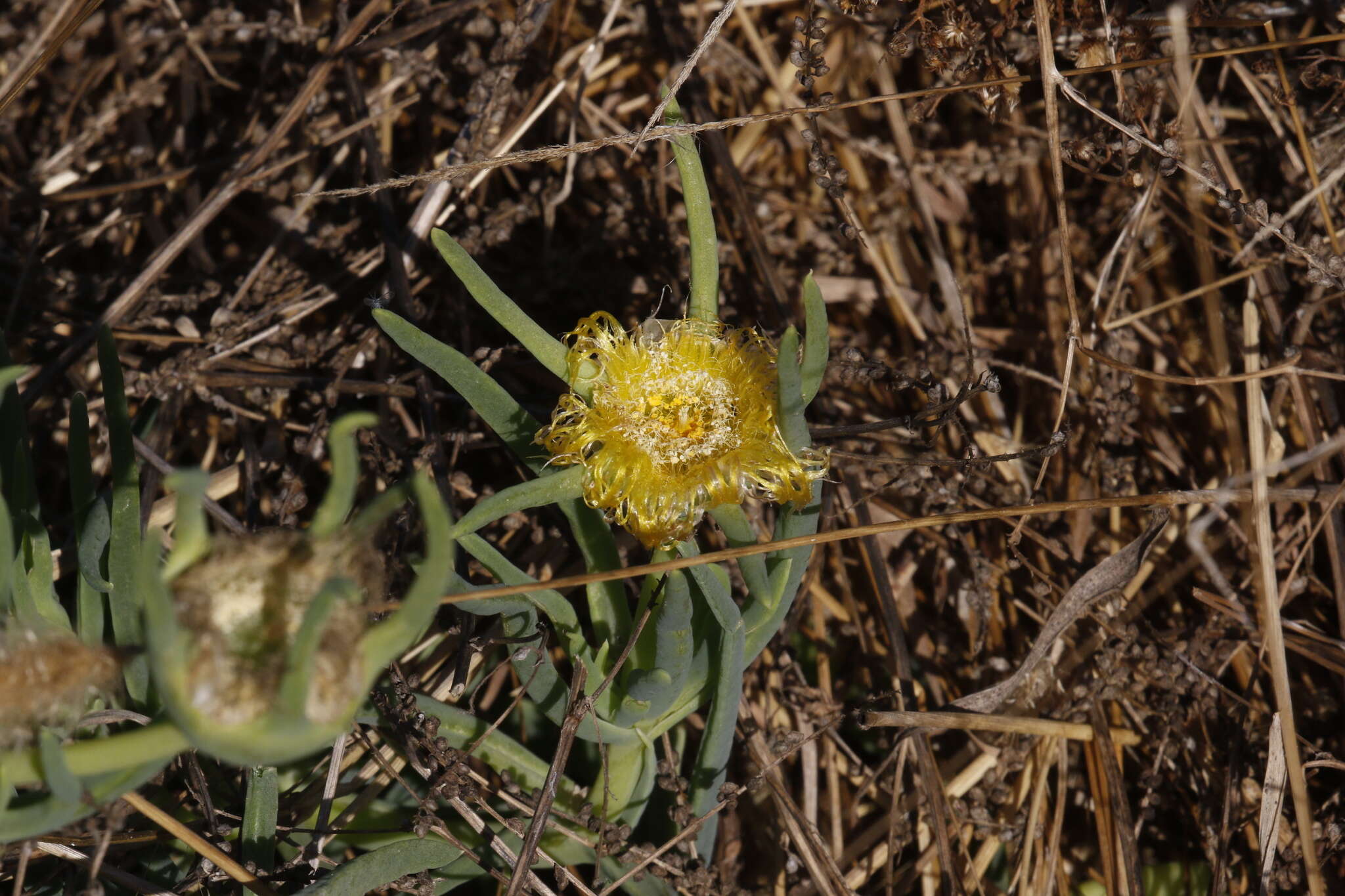 Image of narrow-leaved iceplant