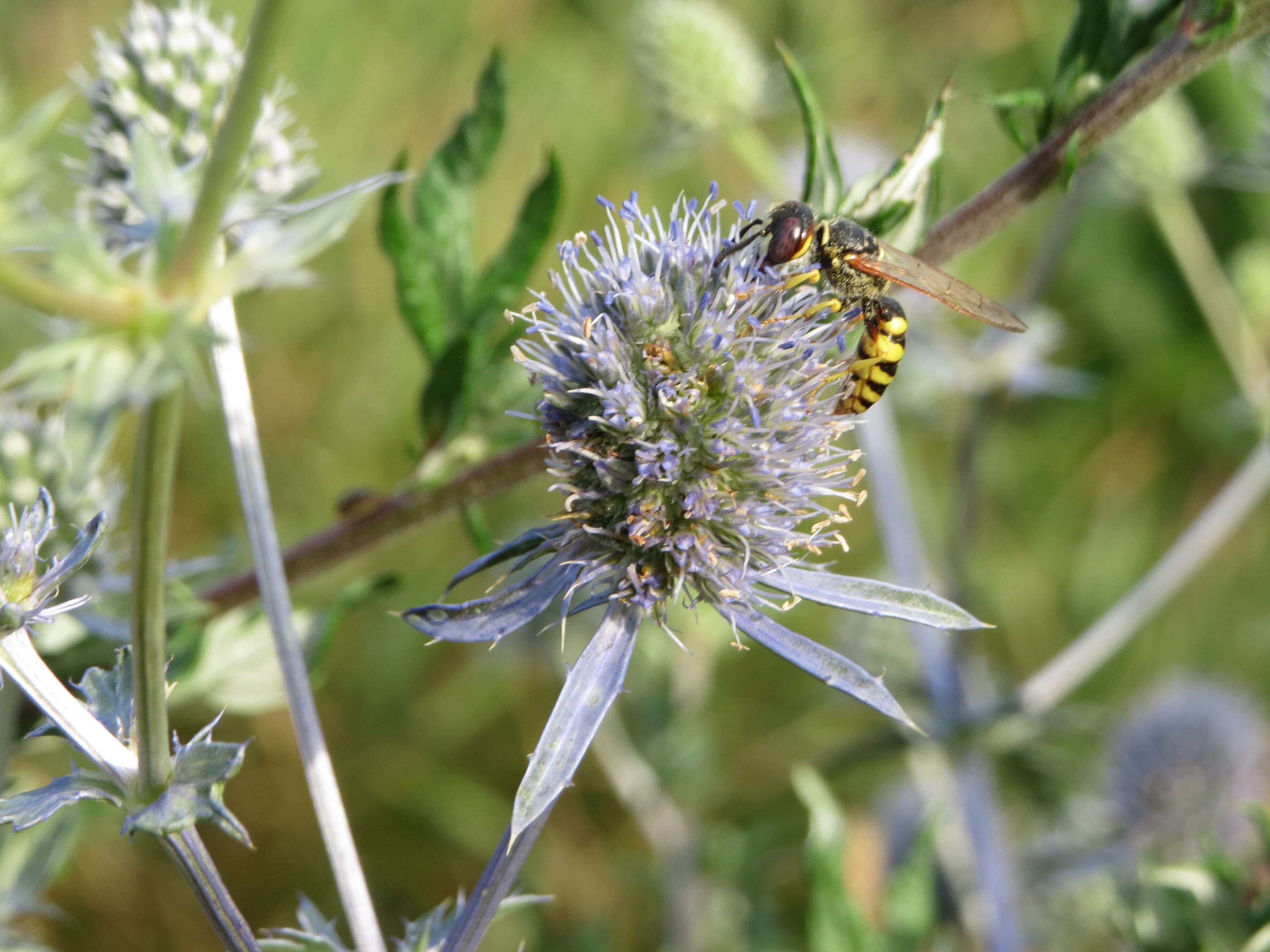 Imagem de Eryngium planum L.