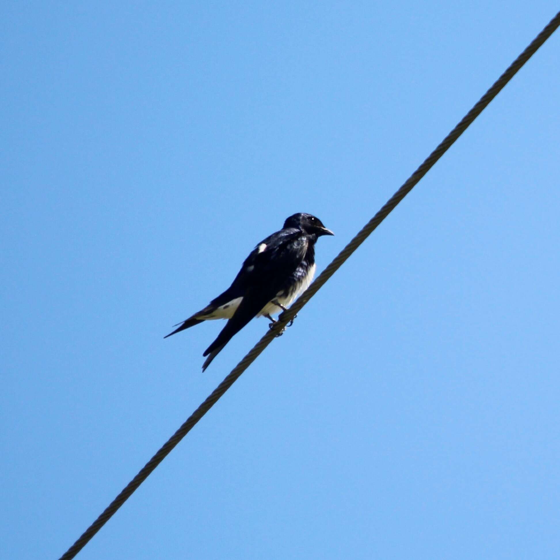 Image de Hirondelle à ventre blanc