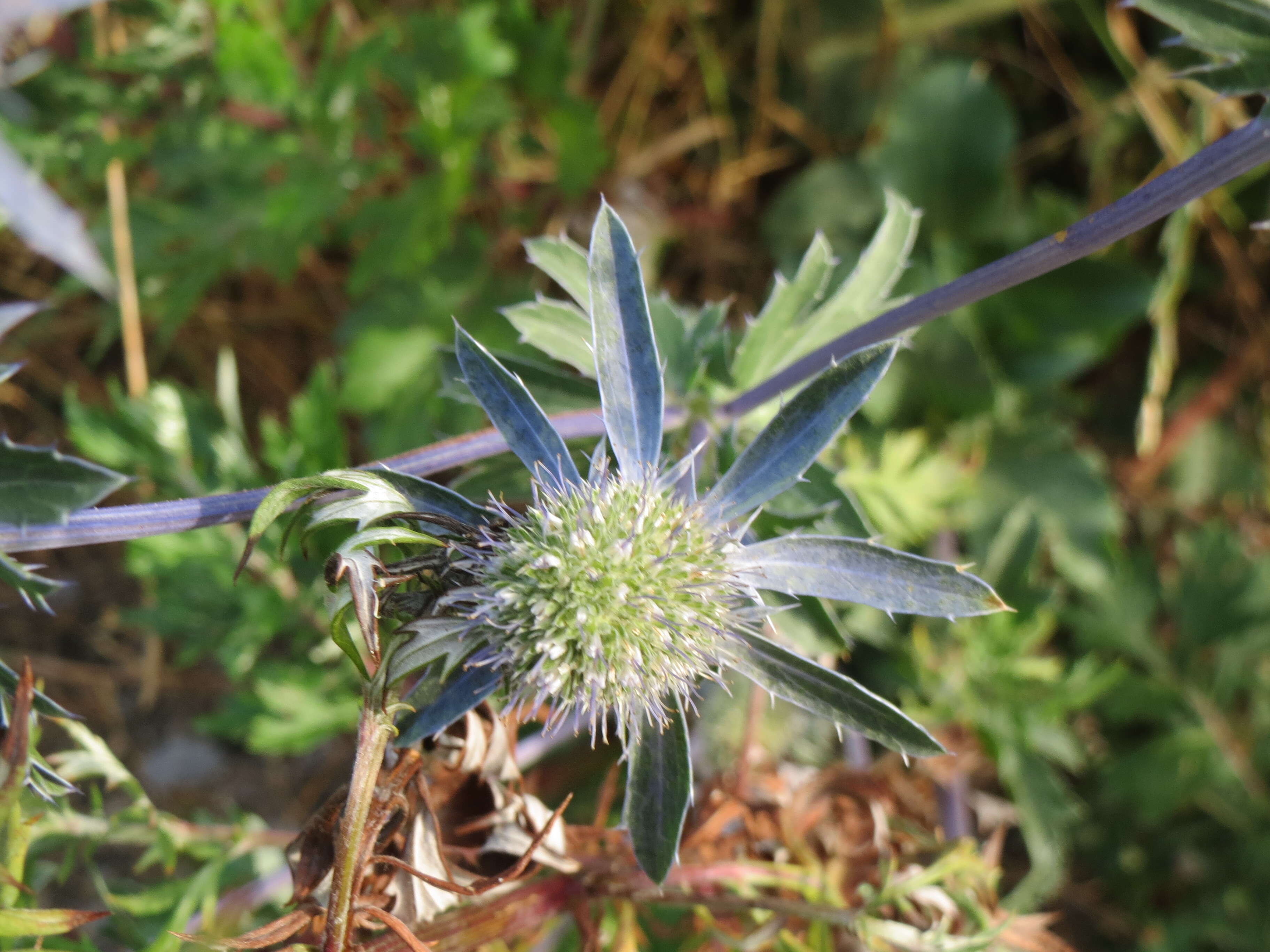 Imagem de Eryngium planum L.