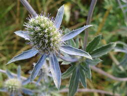 Imagem de Eryngium planum L.