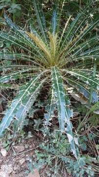 Image of Ptilostemon casabonae (L.) Greuter