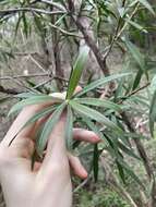 Sivun Callistemon linearifolius (Link) DC. kuva