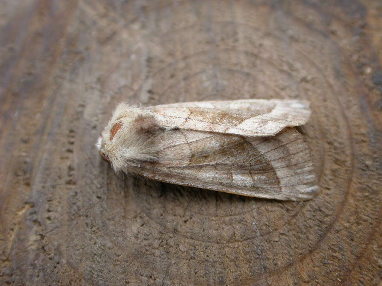 Image of rosy rustic