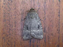 Image of copper underwing