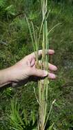 Imagem de Schizachyrium stoloniferum Nash