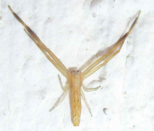 Image of Runcinia flavida (Simon 1881)