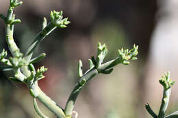 Imagem de Mesembryanthemum articulatum Thunb.