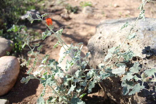 Image of Fendler's globemallow