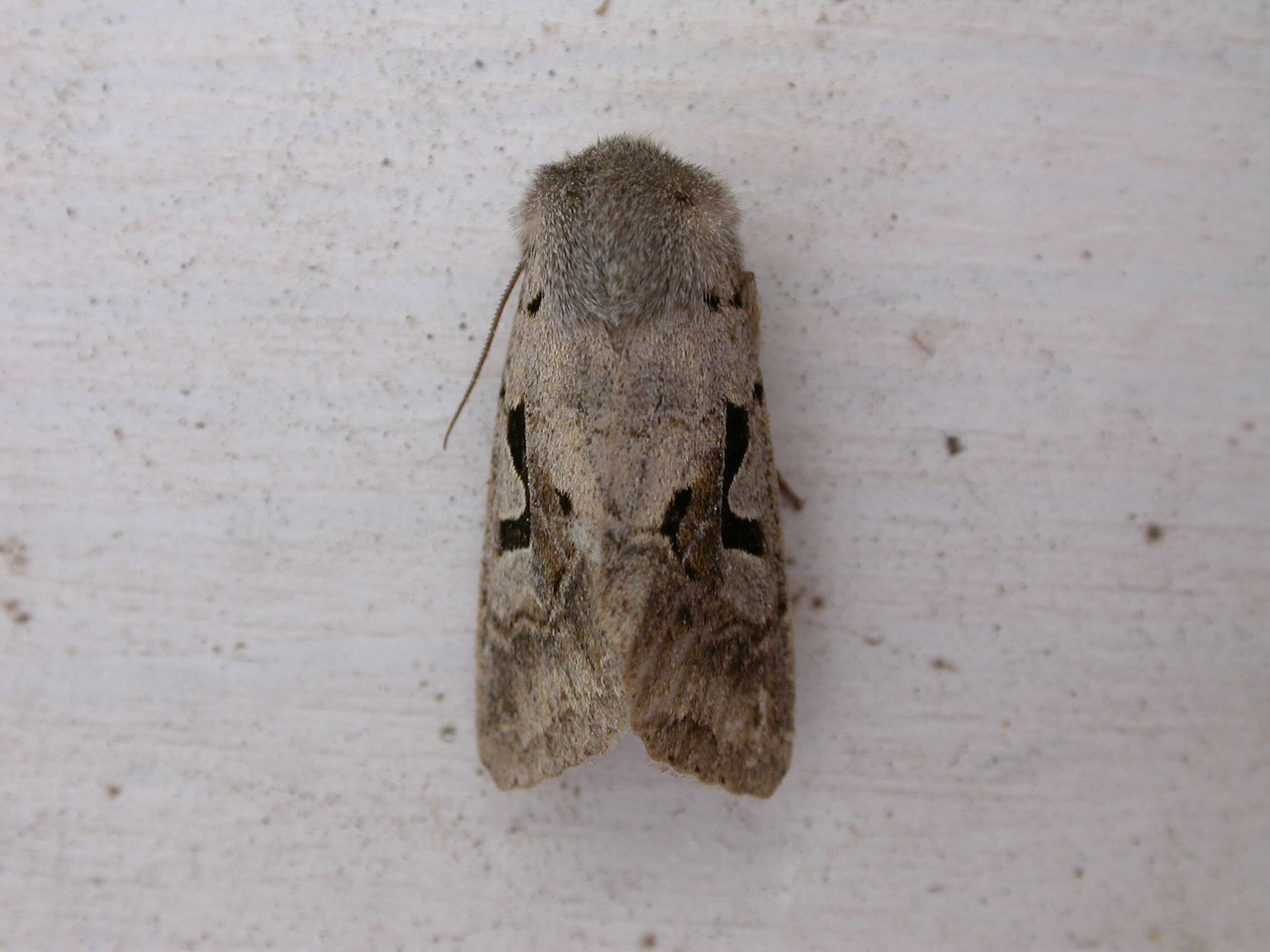 Orthosia gothica Linnaeus 1758 resmi