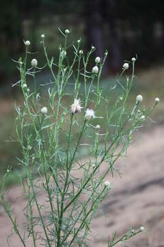 Plancia ëd Centaurea breviceps Iljin