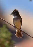 Image of Ash-throated Flycatcher