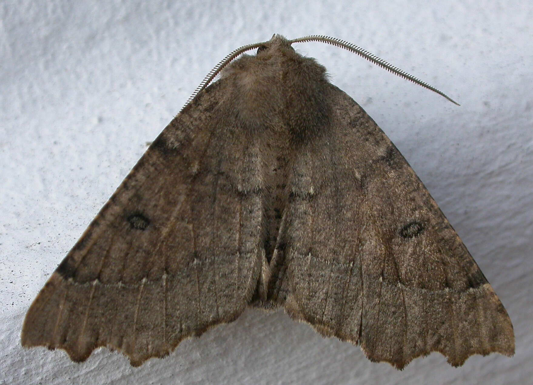 Image of scalloped hazel