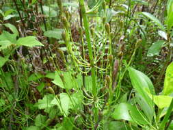 Image of Southern Giant Horsetail