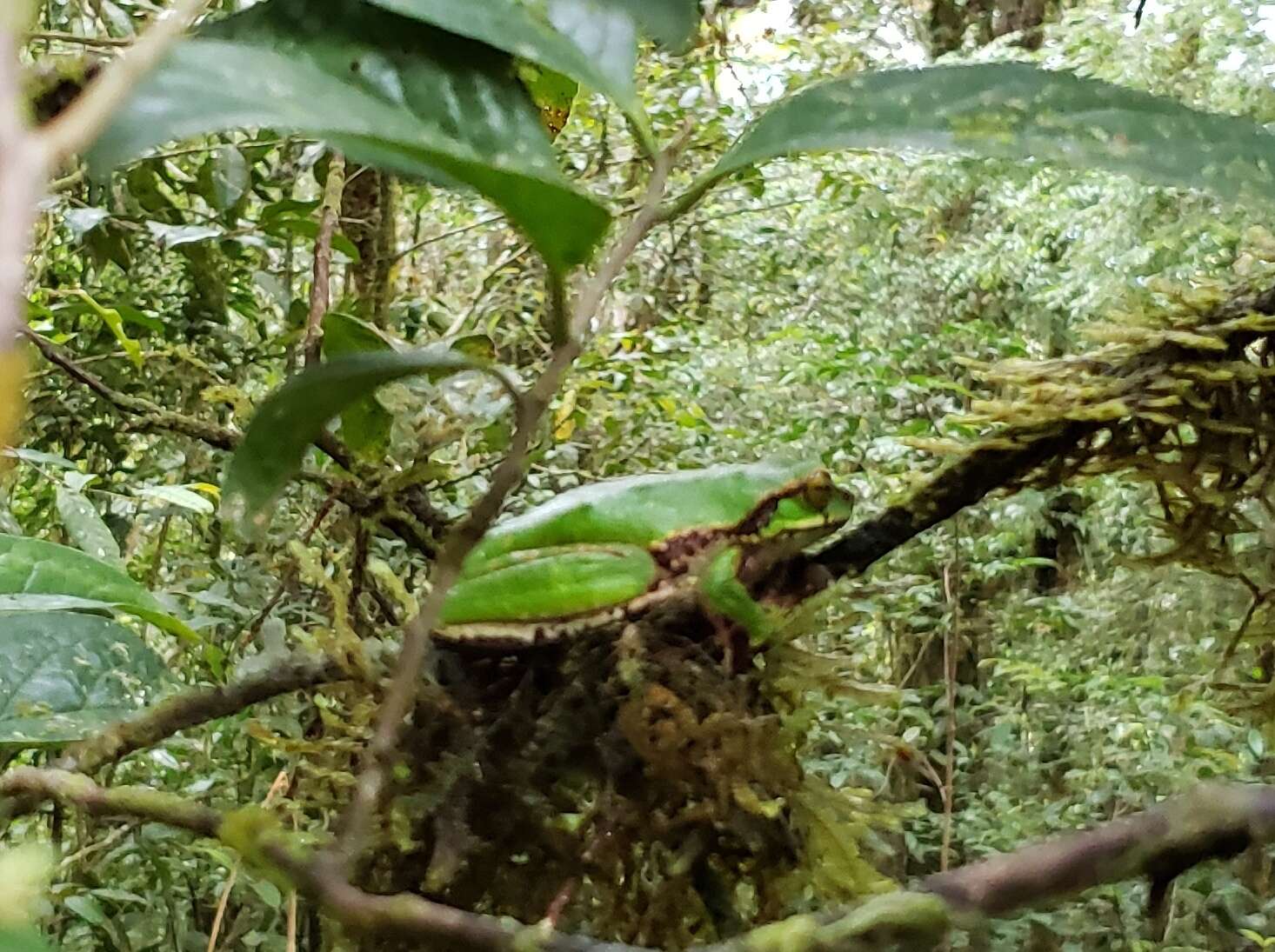 Litoria angiana (Boulenger 1915)的圖片