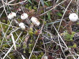 Image of Tulostoma brumale Pers. 1794