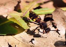 Image of Nomada leucophthalma (Kirby 1802)