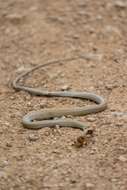 Image of Yucatán White-lipped Snake