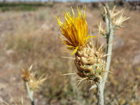 Centaurea onopordifolia Boiss. resmi