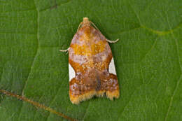 Imagem de Acleris holmiana Linnaeus 1758