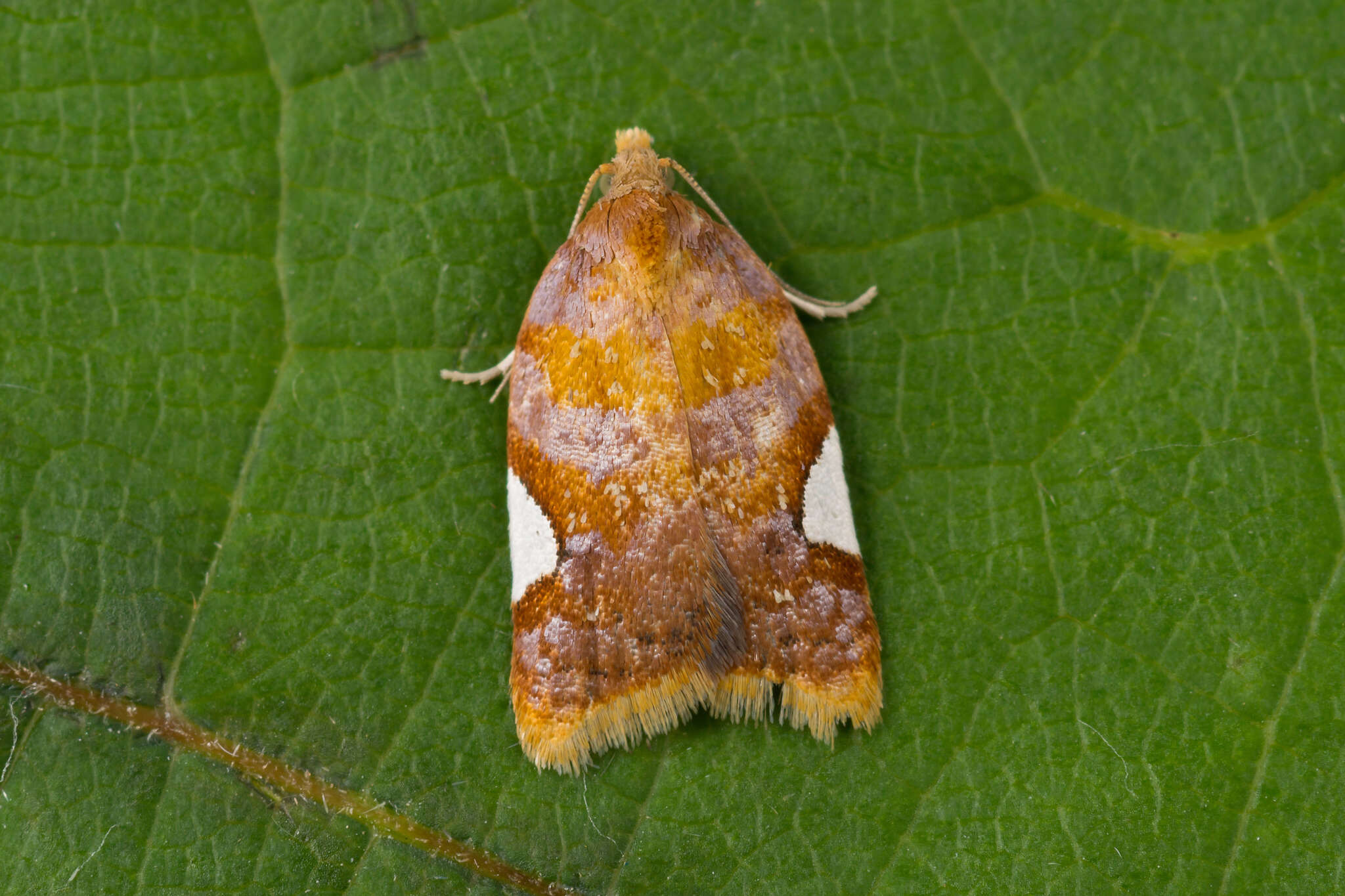 Image of flat white-spotted leaf roller