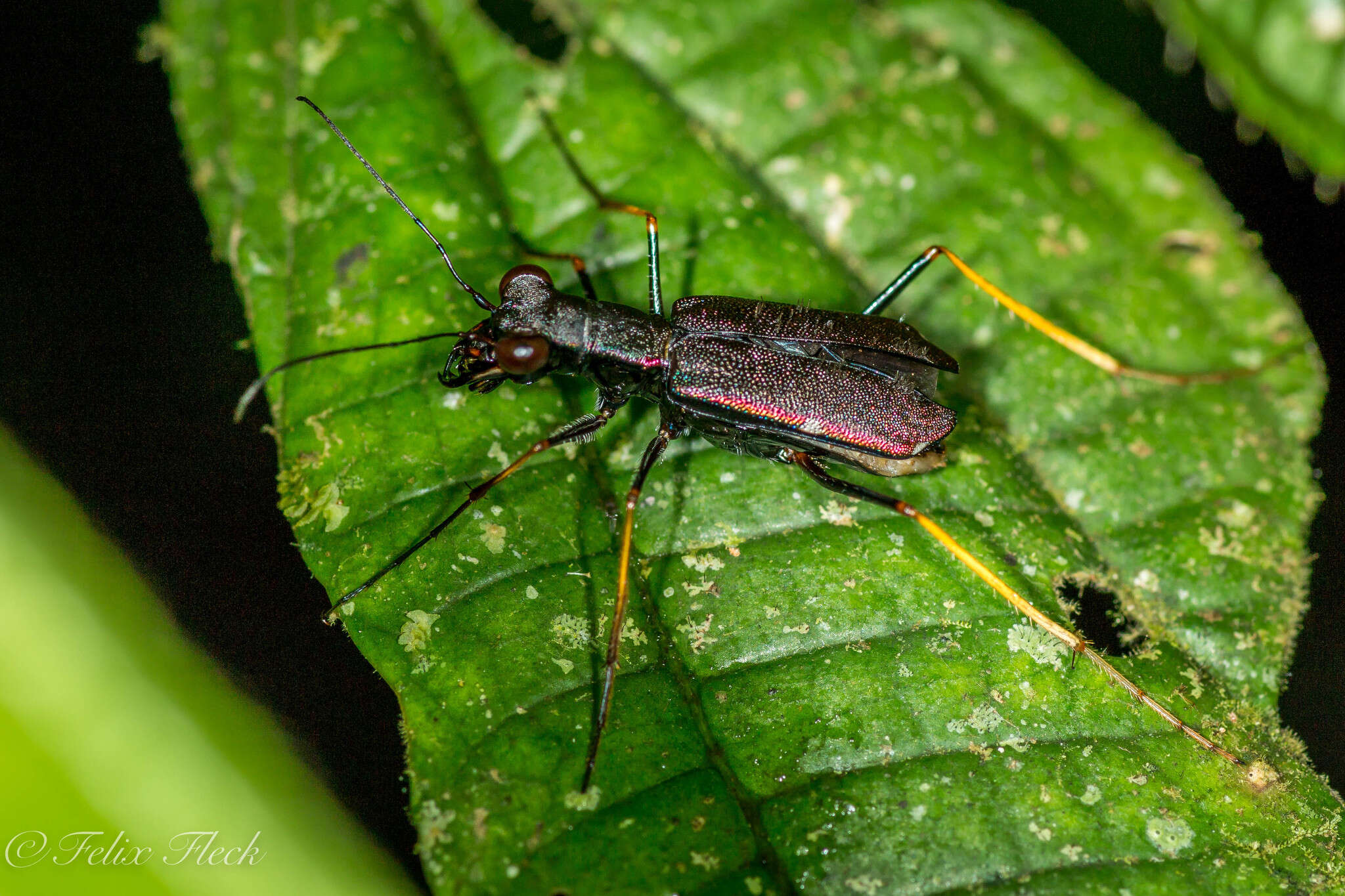 Слика од Odontocheila cajennensis (Fabricius 1787)