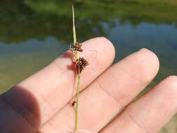 Image de Rhynchospora globularis (Chapm.) Small