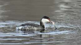 Image of Podiceps auritus auritus (Linnaeus 1758)