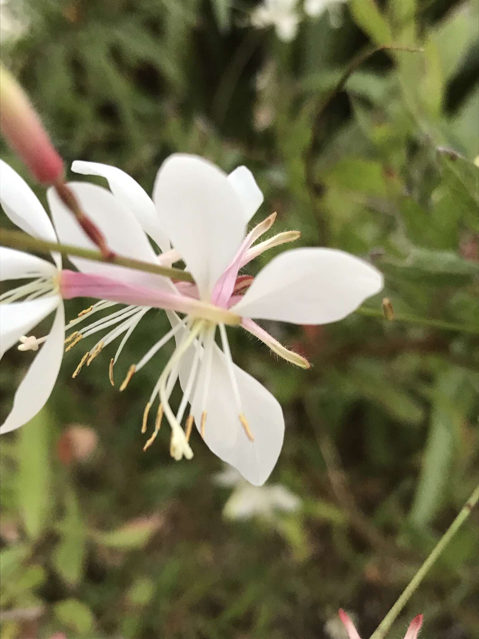 Image of Lindheimer's beeblossom