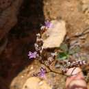 صورة Limonium multiflorum Erben