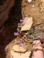 صورة Limonium multiflorum Erben