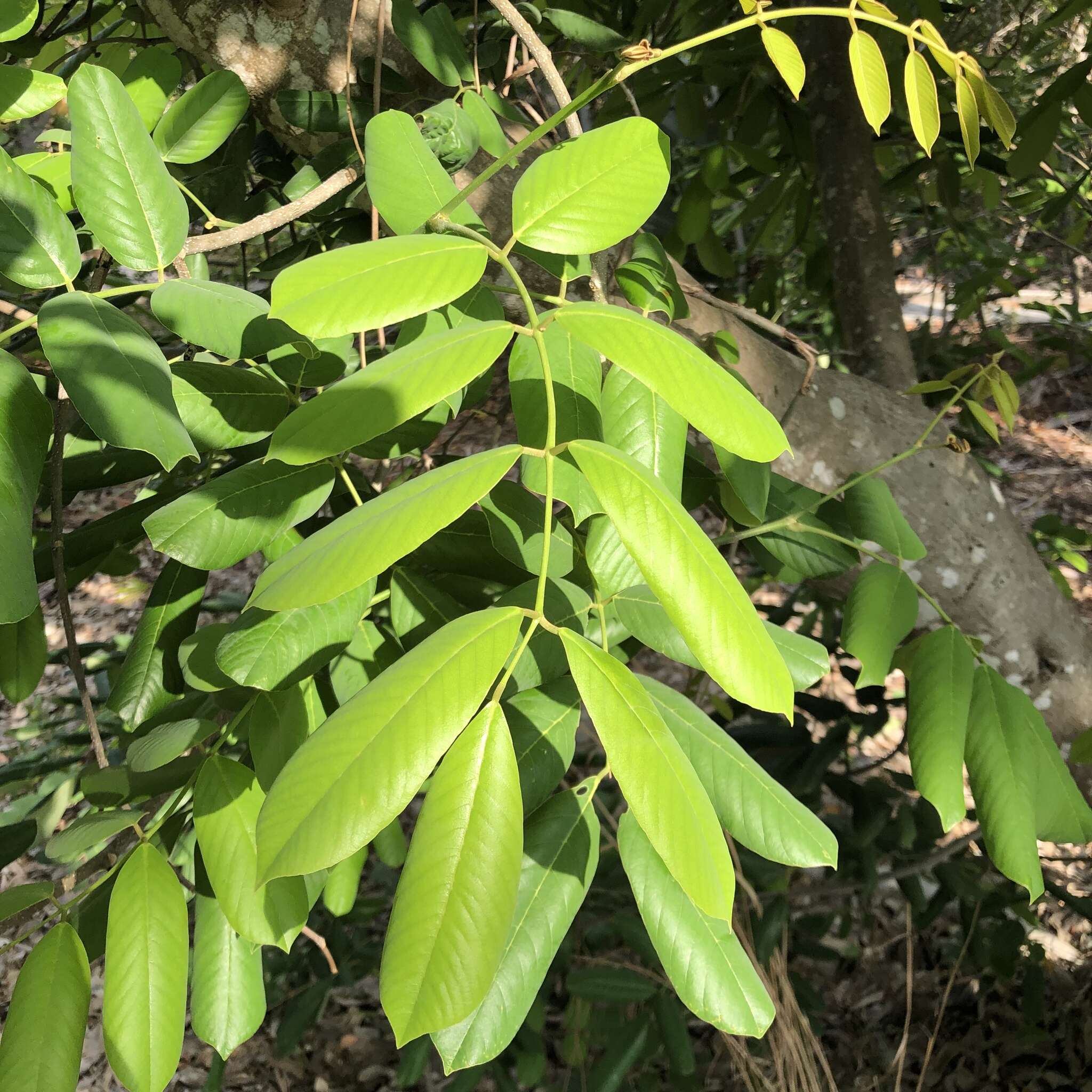 毒魚豆的圖片