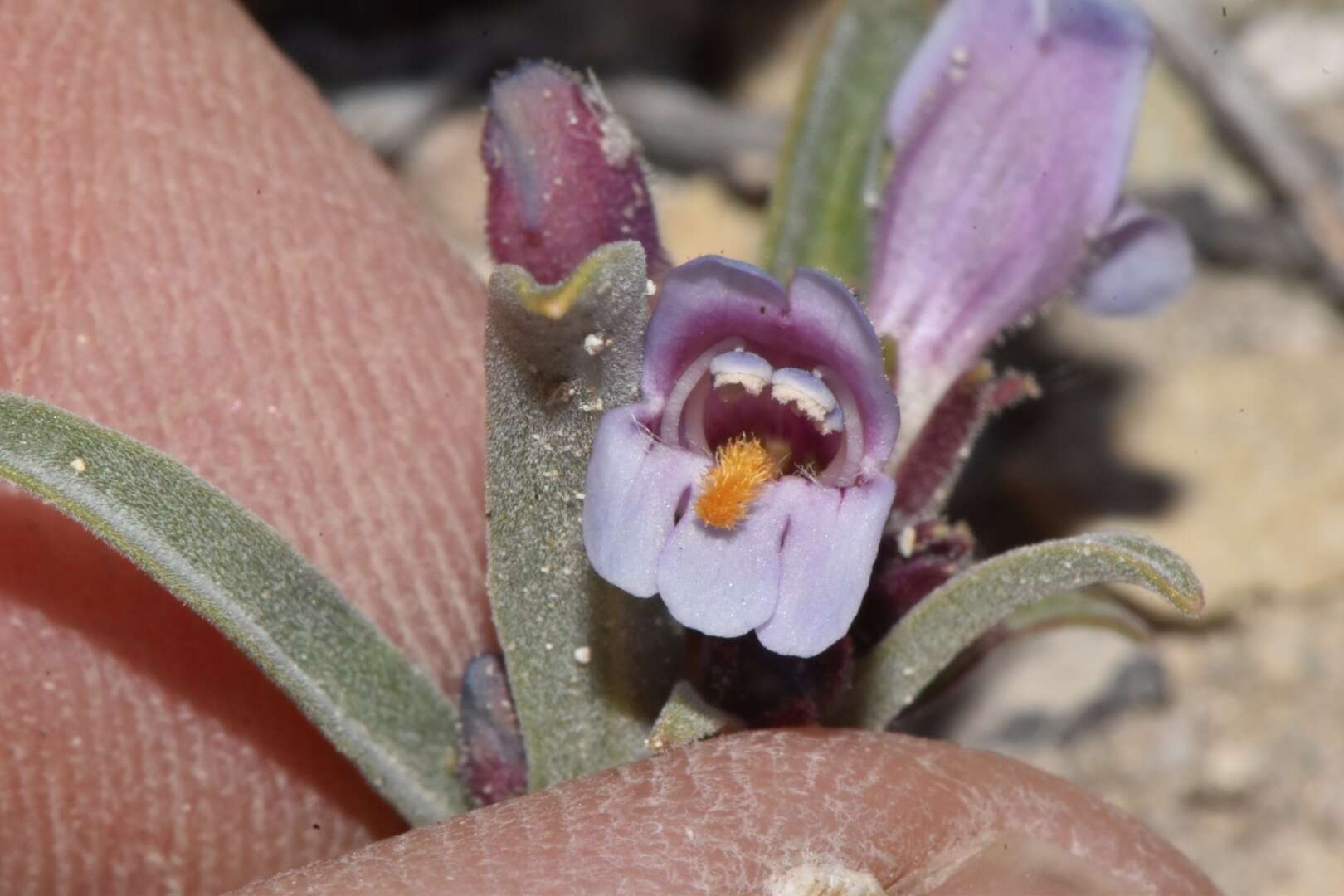 Image of White River Valley beardtongue