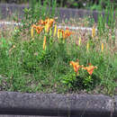 Image of Lilium maculatum Thunb.