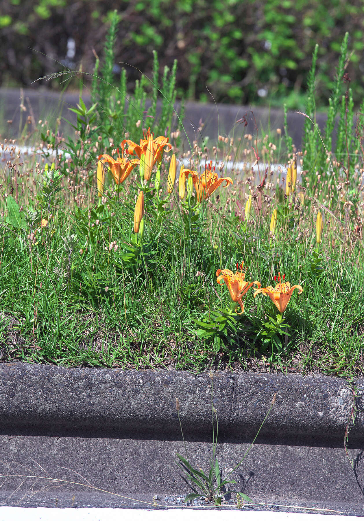 Image of Lilium maculatum Thunb.