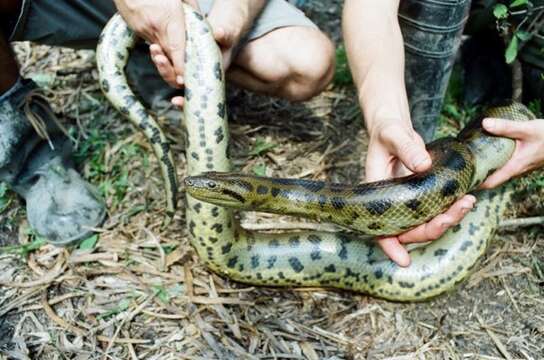 Image of Bolivian Anaconda