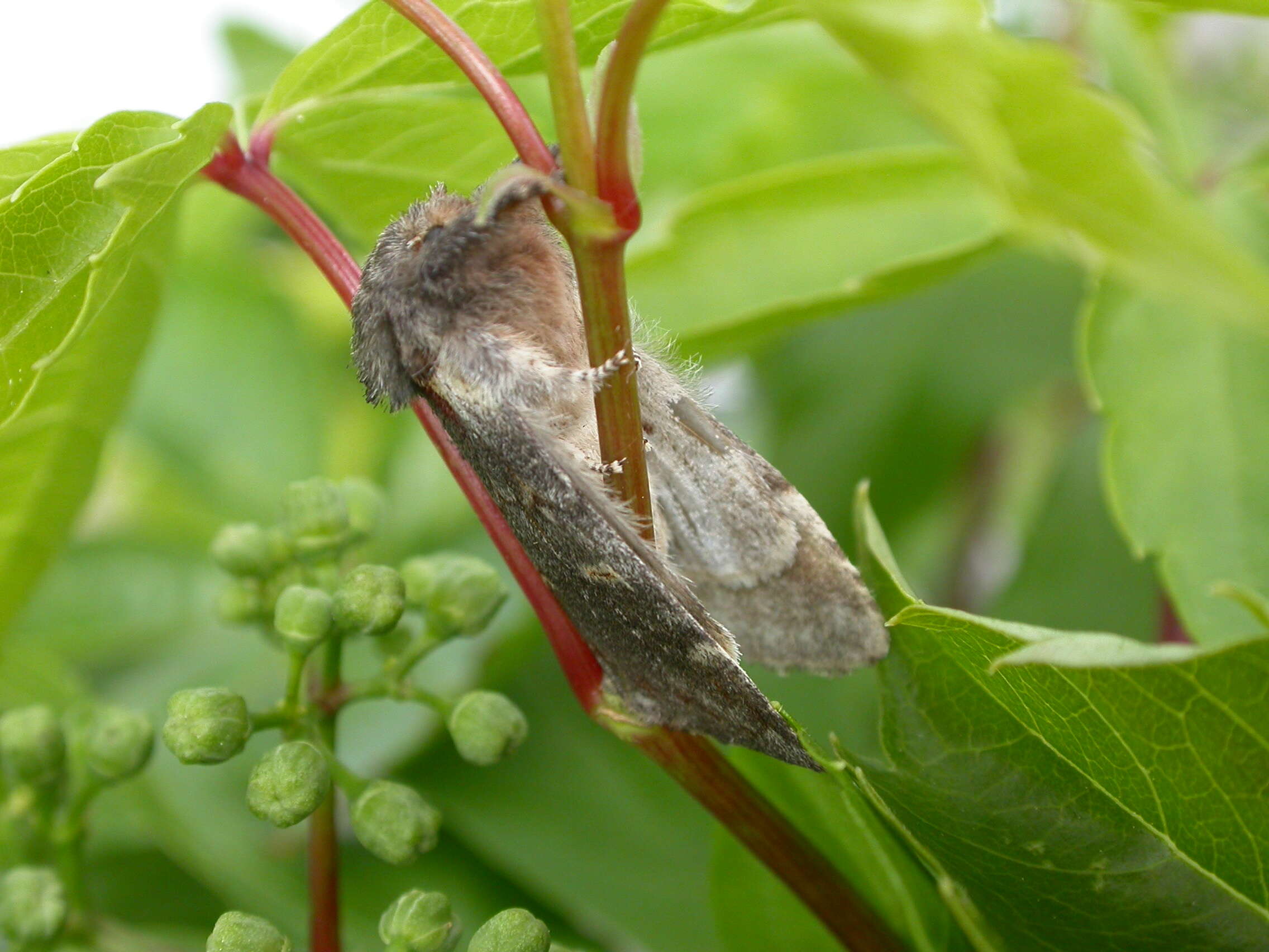 Plancia ëd Notodonta dromedarius Linnaeus 1767