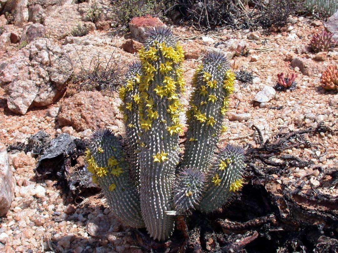 Image de Ceropegia alstonii (N. E. Br.) Bruyns