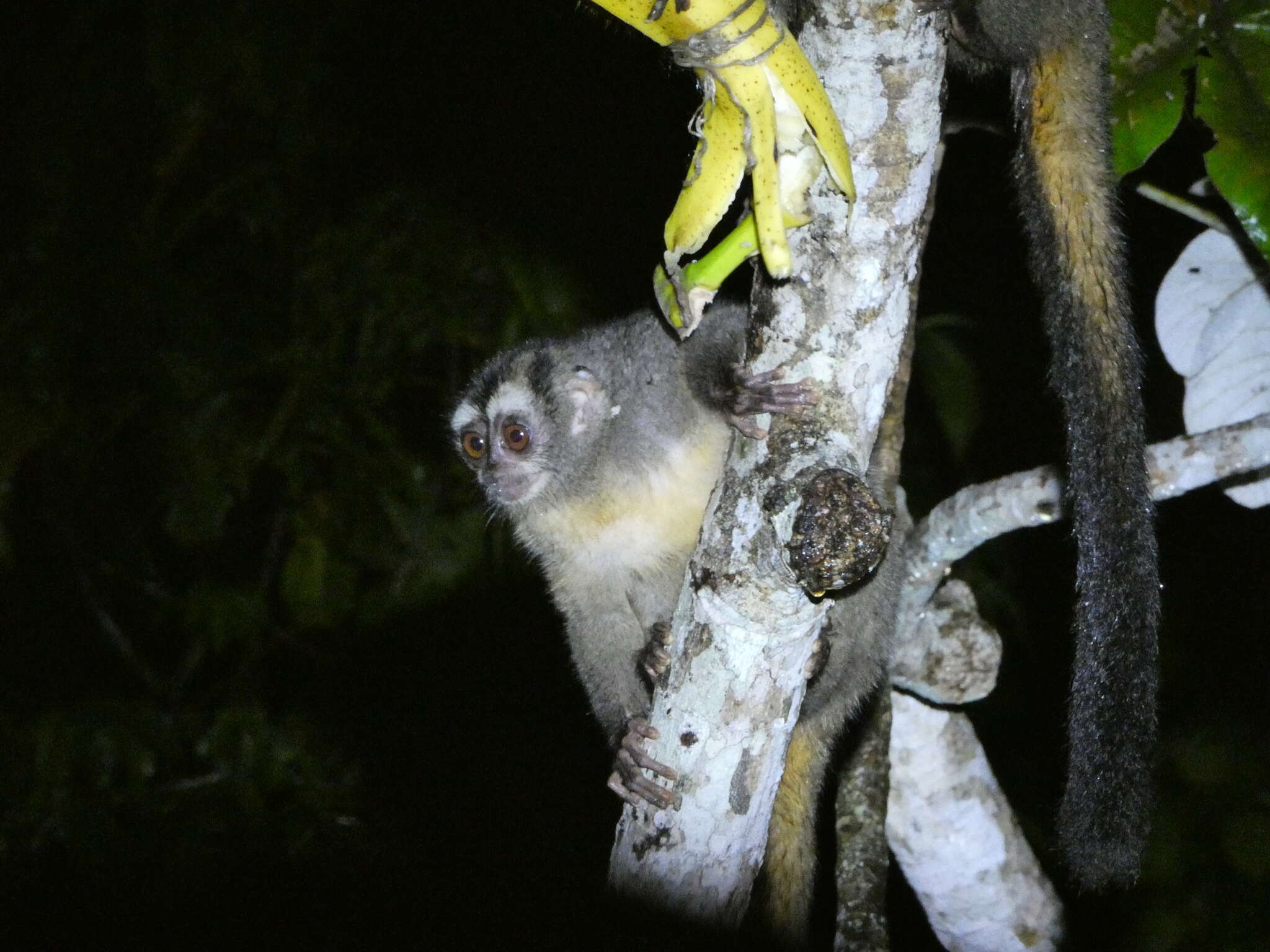 Image of Panamanian Night Monkey