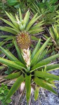 Image of Aechmea ornata (Gaudich.) Baker