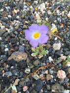 Image of Fremont's phacelia