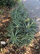 Sivun Aloe × spinosissima kuva