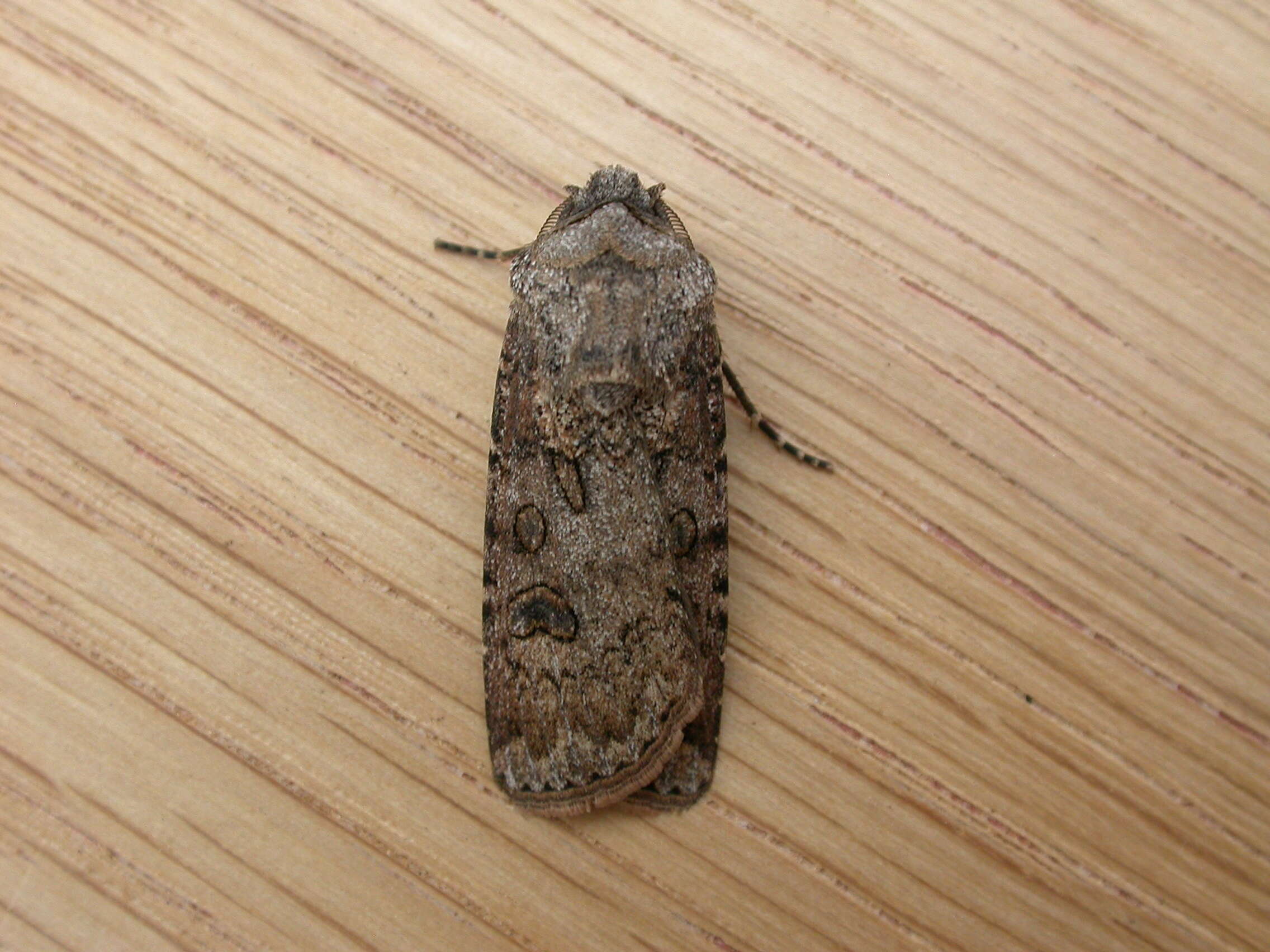 Image of turnip moth