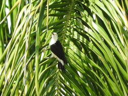 Image of White Woodpecker