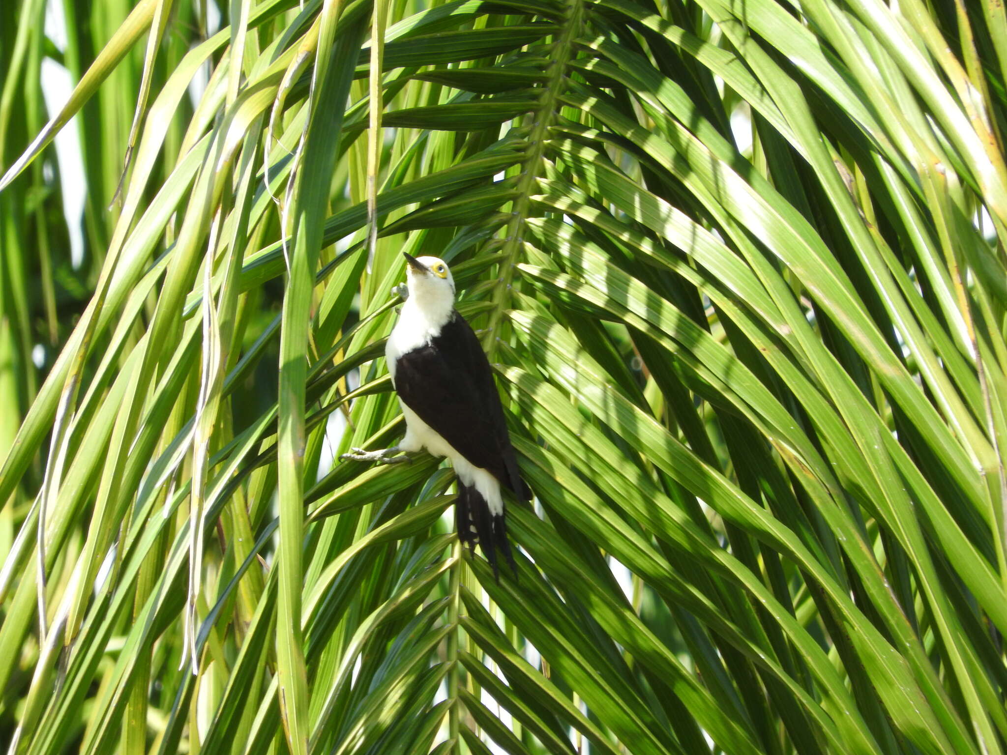 Image of White Woodpecker